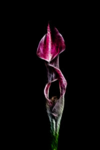 Flower - Helmut Ming
