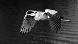 24_SW_04_Van Echelpoel Rene_Flying grey heron_preview